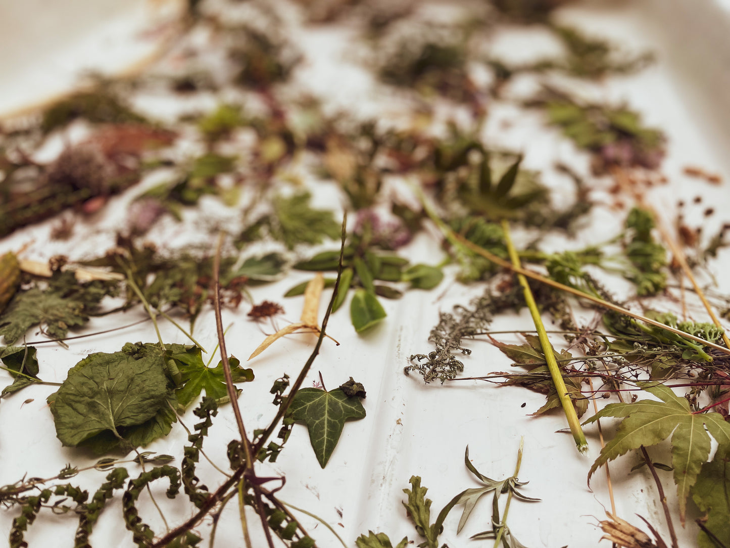 Spring Botanical Cyanotype